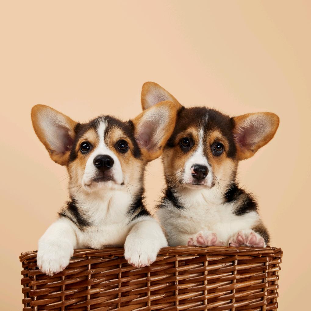 喵旺萌宠（育才路店）