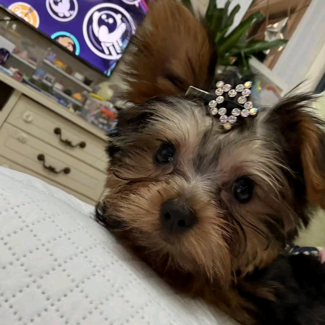 小狗当家宠物生活馆直播号