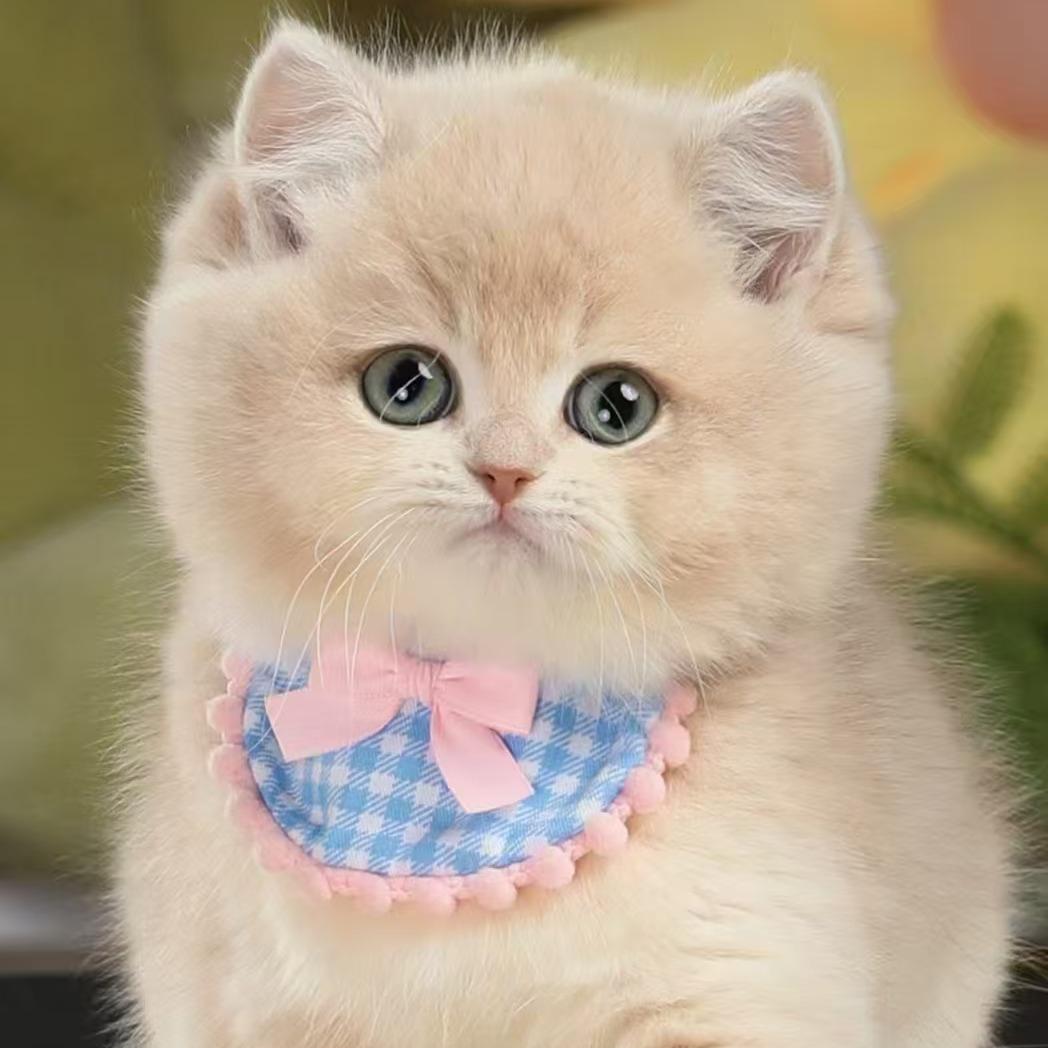 好宠憬名猫