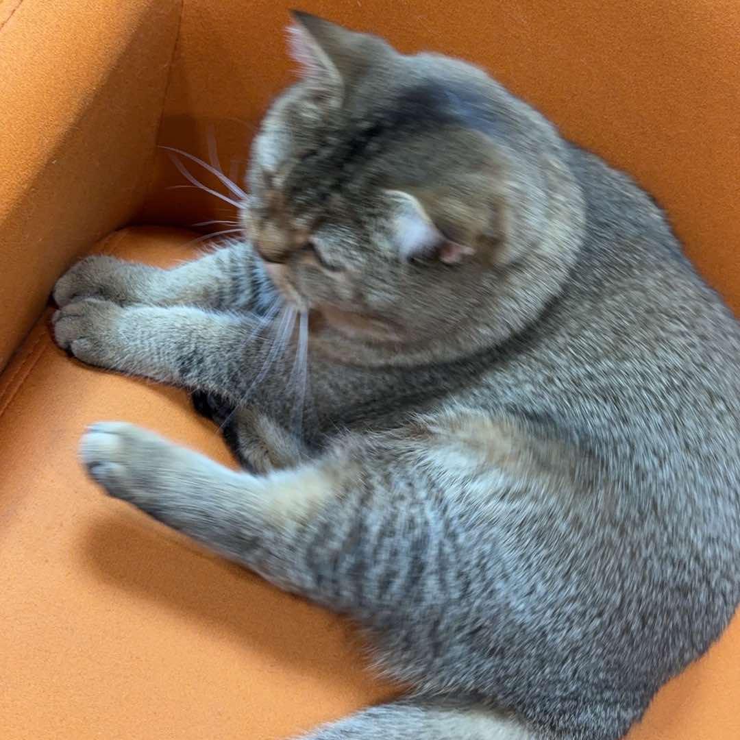 杭州·猫爪电玩社(西湖店)