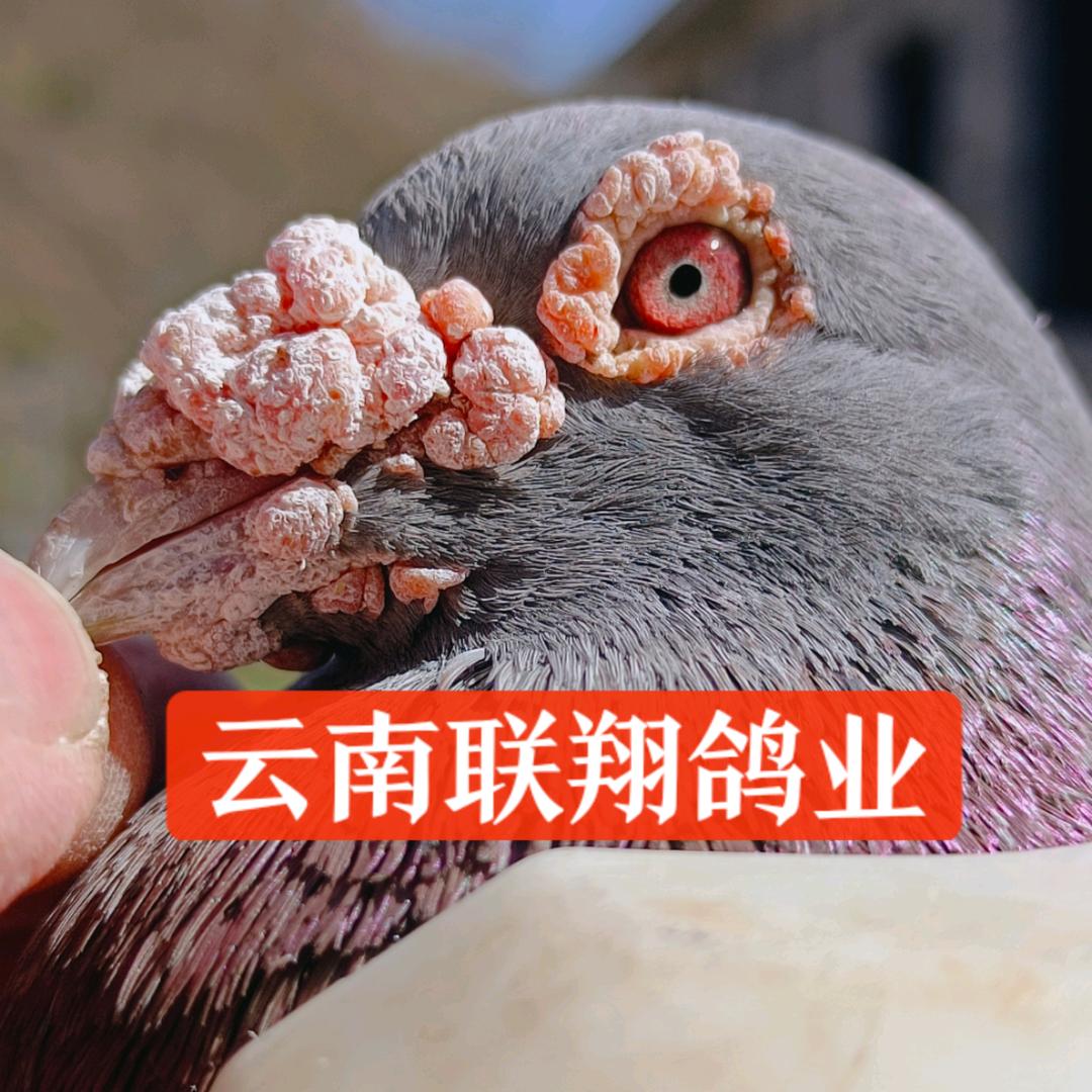 联翔鸽业🆚绝处逢生