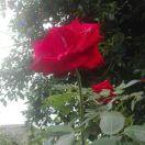 付征满开心每一天🌺💐🌹