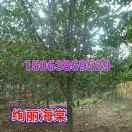 阳光