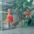 🐇🐁火烧的寂寞🐀🐇