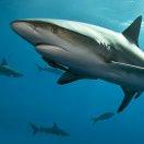 米从四面八方来