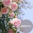黑玫瑰