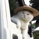 简书
