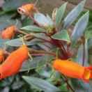 梦里花落知多少