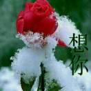 中原飘雪