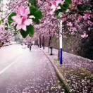 毛毛虫