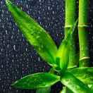 雨过天晴615