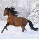 🐎到成功