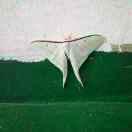 追求梦想《红》