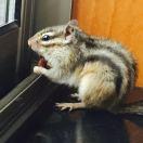 キュウ