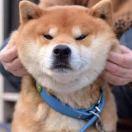 桔子酱