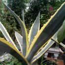 仔猪出售及废品回收