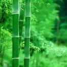 孔德之容惟道是从