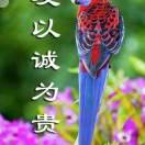 恭喜发财