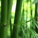 吴四姐