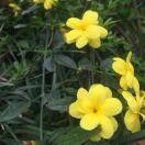 心如荒岛คิดถึง