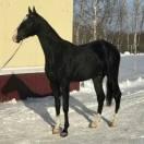 tulpar