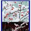 瑞雪寒梅