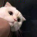 243.