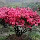 杭州临安甘溪苗木有限公司