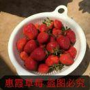 惠霞草莓