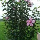 🐲꯭҉᭄꯭美ꦿ꯭好❦꯭未ꦿ来