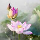 百合之恋