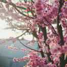 清风徐来花自香