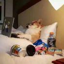 本人翻书比翻脸比翻书还快