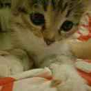 九师婉甸，歌锦女装