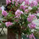 花开