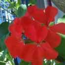 芹