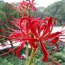生活矜持点夏