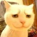 🐱中本聪