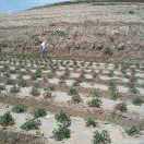 月亮山下的农民汗