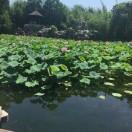 杨敏