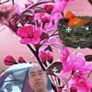 花好月圆