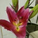 月芽子