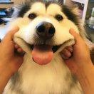 是转转的兜兜（芥末）