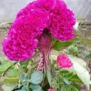 一生想有个愿望