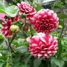 花草树木布