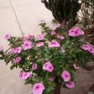 镜花水月
