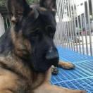 明威犬业商丘服务社