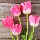 天天快乐《关赞必回》