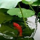 (^_-)江里有条红鲤鱼