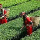 一生平安谢光华